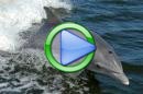 Amazing dolphin video